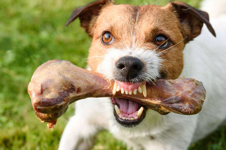 Aggressive Behavior In Maltese Dogs