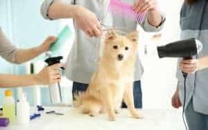 Dog Grooming Is Challenging But The Rewards Are Priceless