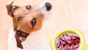 How To Know Whether Your Dog has eaten Onions