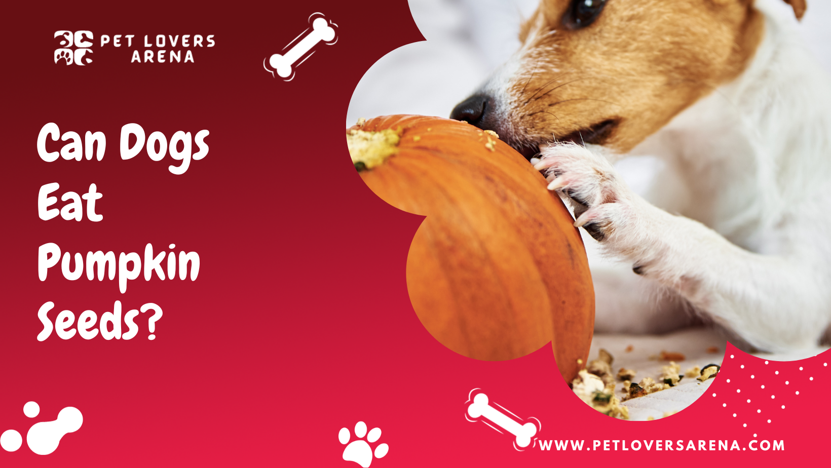 Can Dogs Eat Pumpkin Seeds?