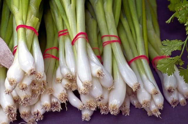 a picture of a green onion