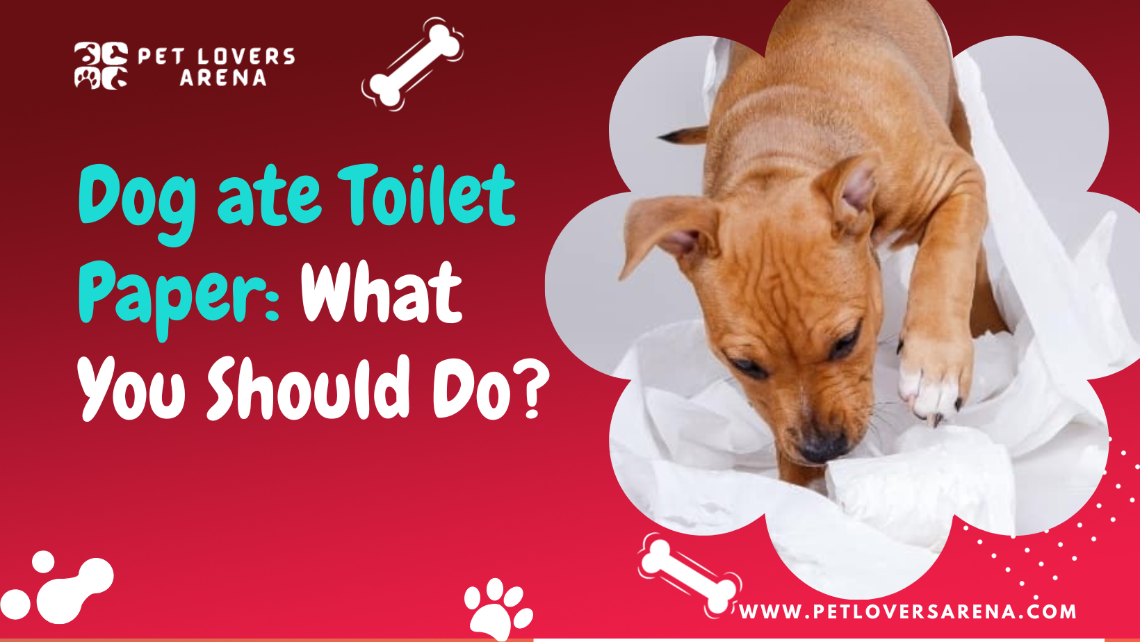 Dog ate Toilet Paper