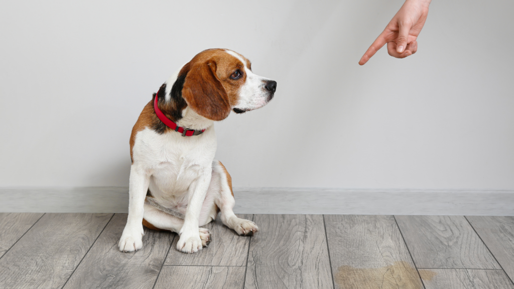 Monitor Your Dog's Behavior