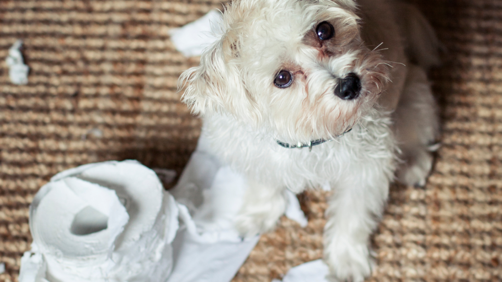 What to Do if Your Dog Eats Toilet Paper?