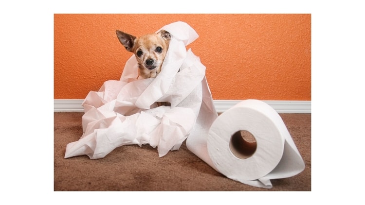 what happens if a dog eats toilet paper