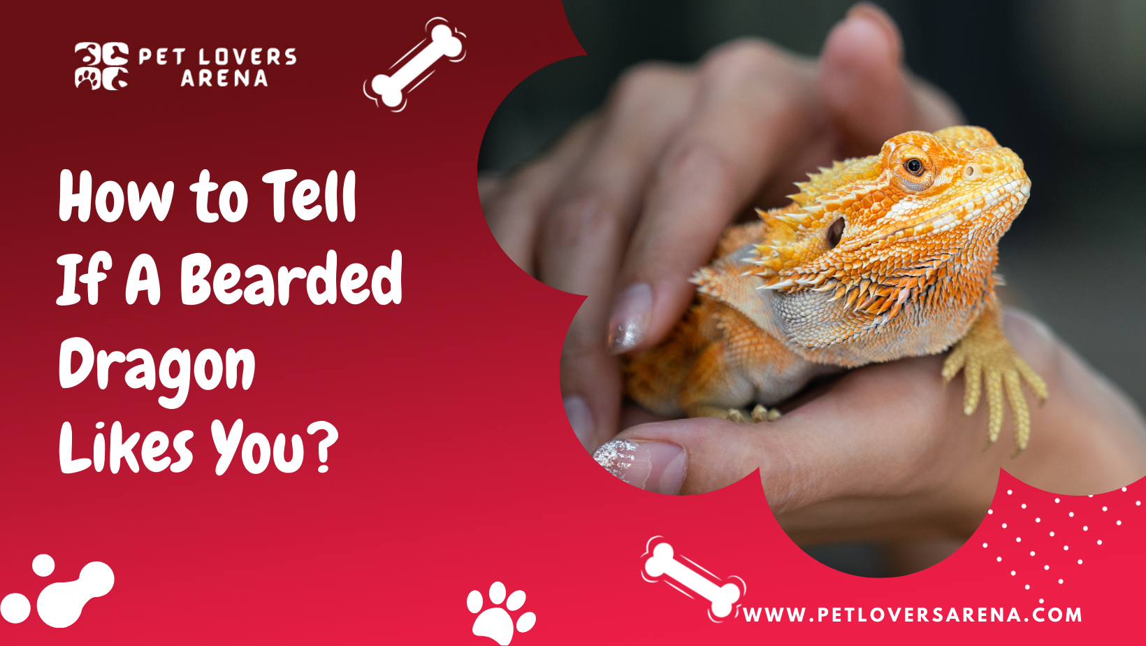 How to Tell If A Bearded Dragon Likes You