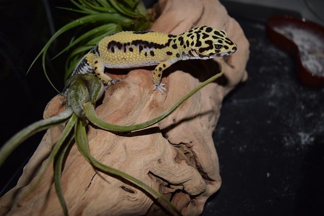 comparison between a beareded dragon and a leopard gecko