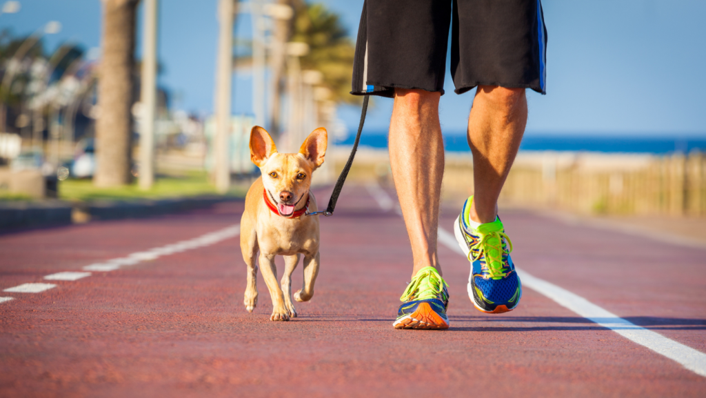 Can you Run with a Chihuahua