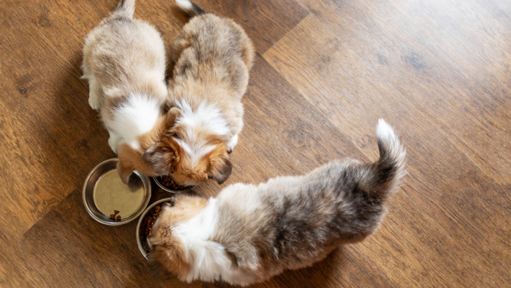 Common Mistakes in Feeding Dry Food to Your Puppy