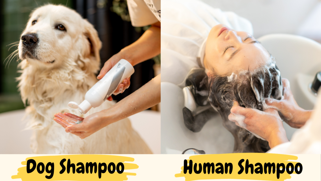 The Difference Between Human and Dog Shampoo