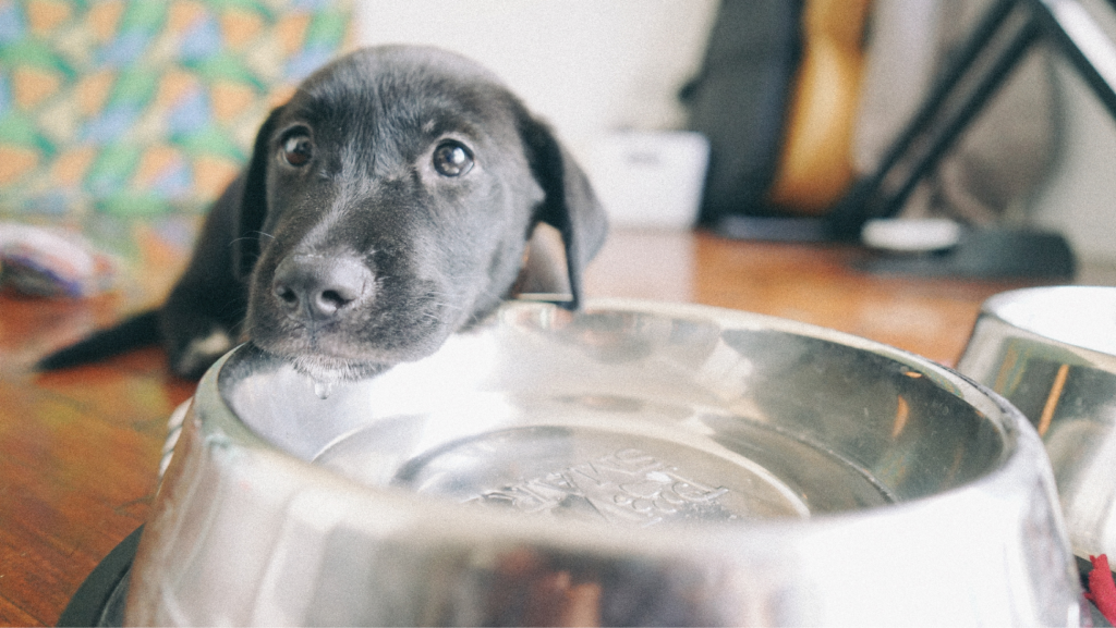The Importance of Water to your Puppy