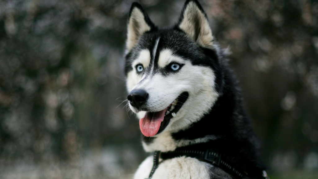 Training Your Husky To Acclimatize To Heat