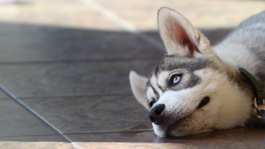 What to Do if You Notice That Your Husky is Overheating