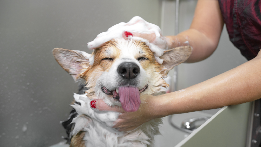 Will a Dog Shampoo Get Rid of Fleas in Human Hair