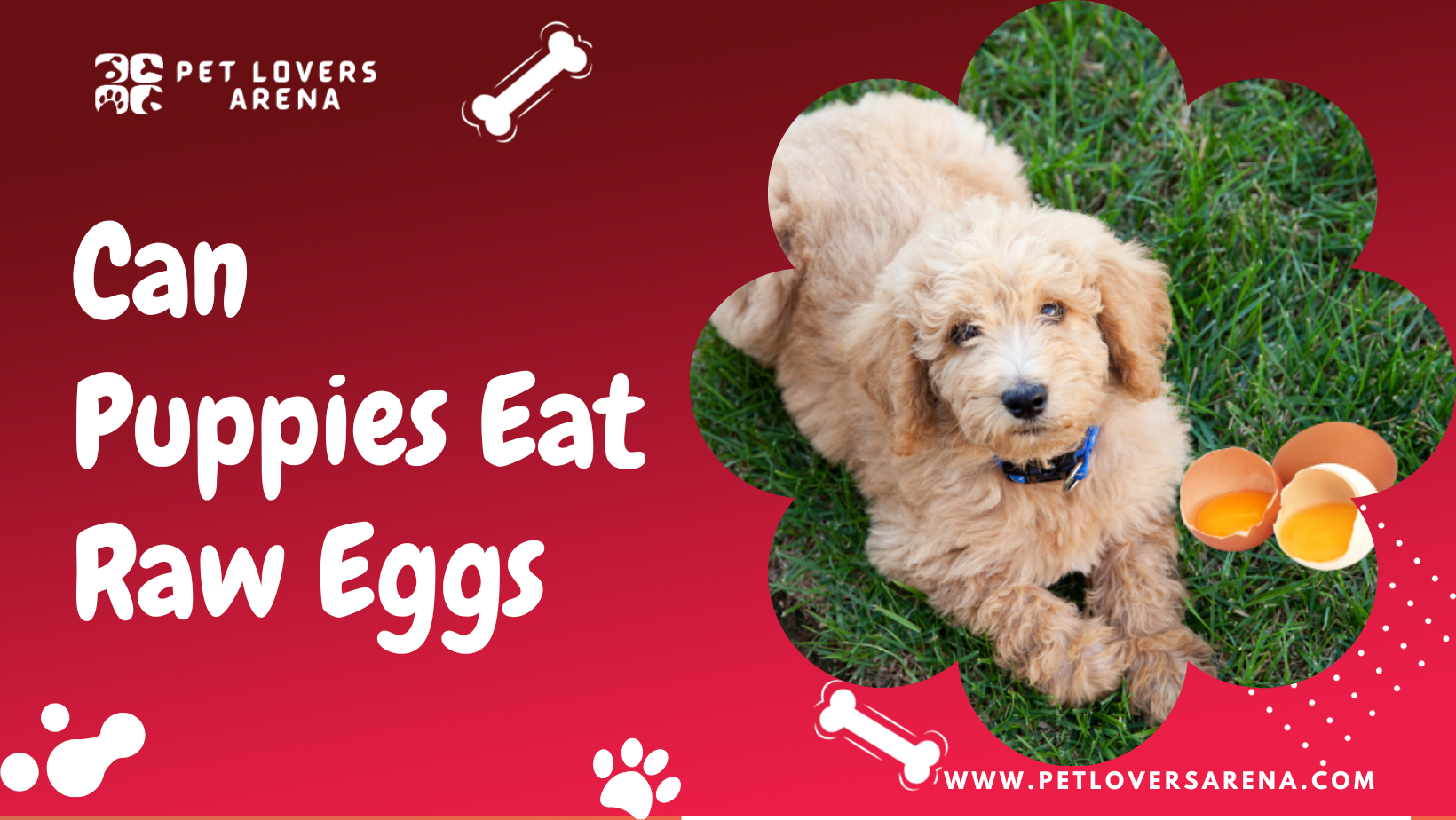Can Puppies Eat Raw Eggs