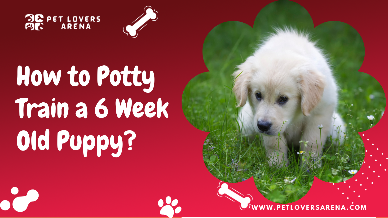 how to potty train a 6 week old puppy