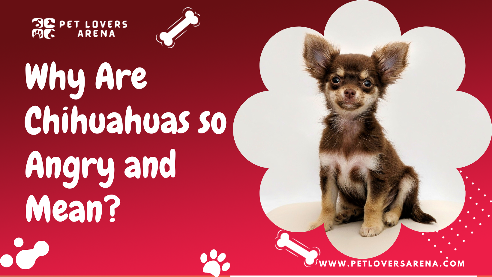 why are chihuahuas so angry and mean