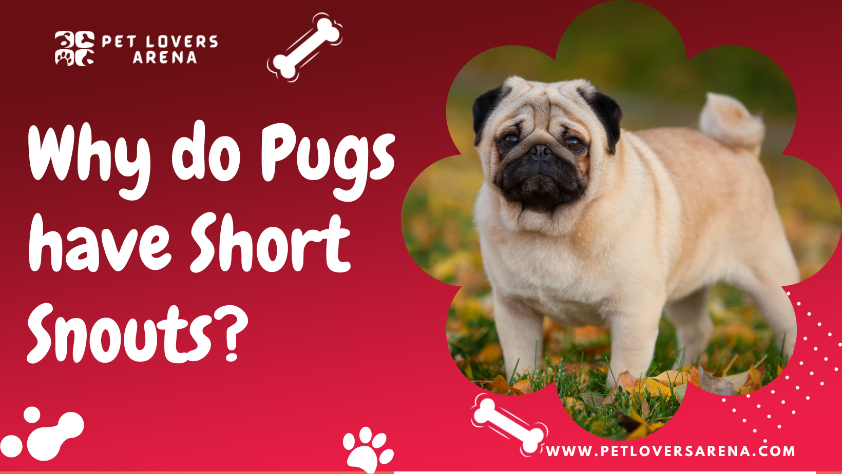 why do pugs have short snouts