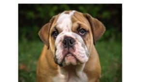 Are Bulldogs good pets or dangerous