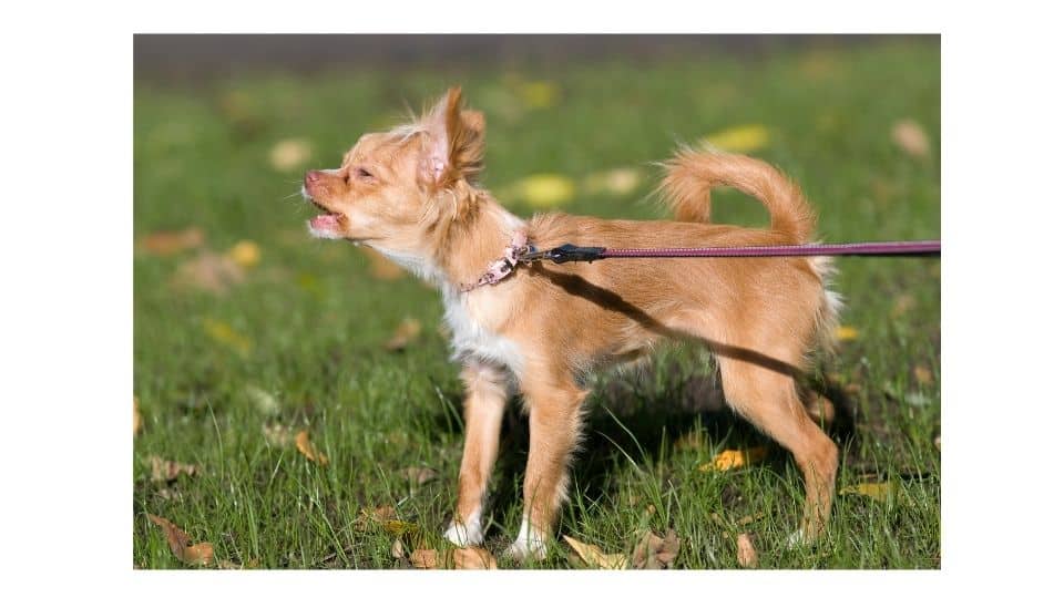 Why do Chihuahuas bark at nothing