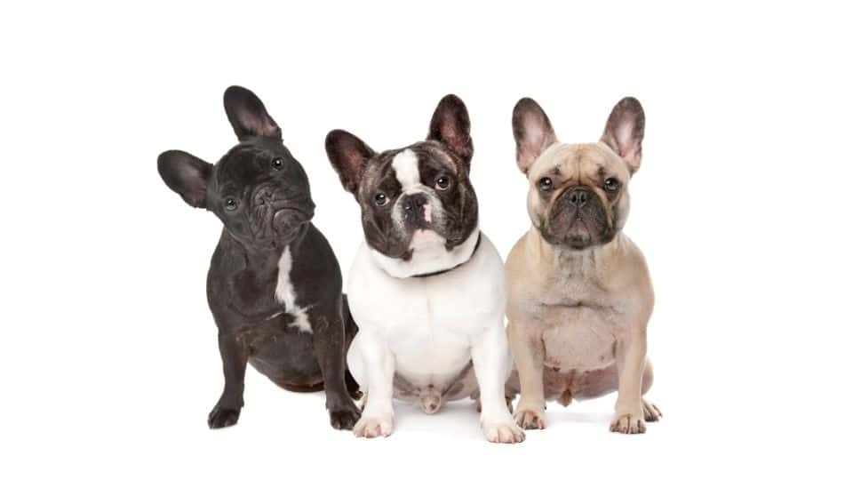 french bull dog puppies