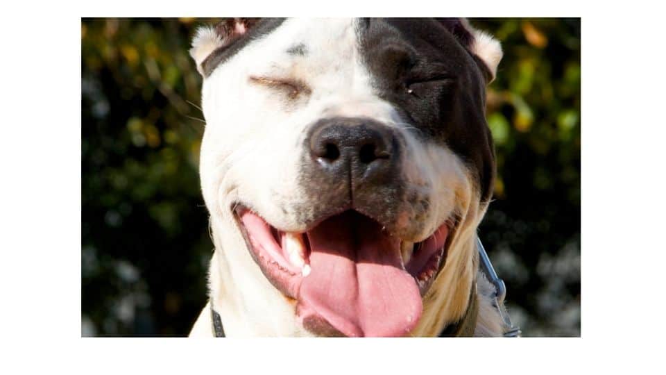 why pitbulls smile