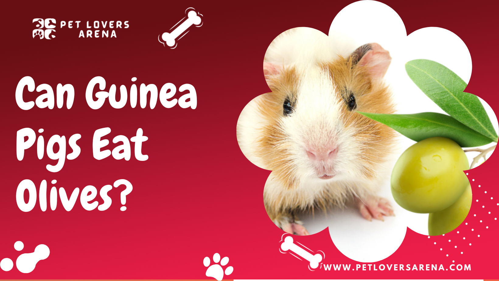 can guinea pigs eat olives