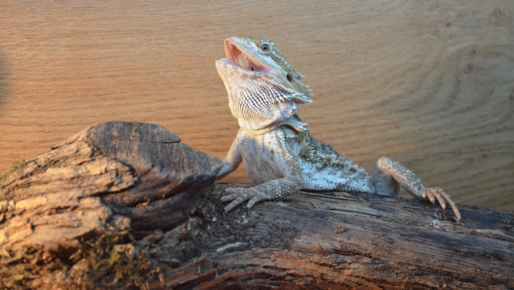 Preventing Bearded Dragon from Coughing