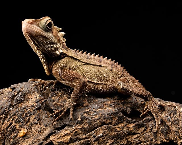 are bearded dragon safe