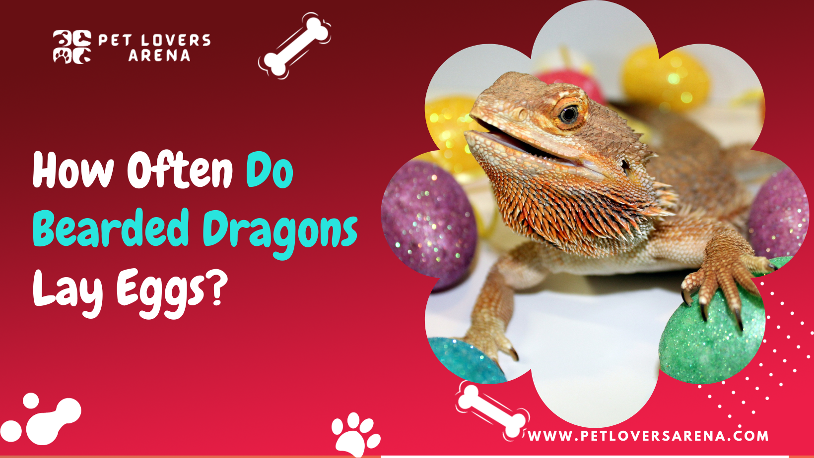 how often do bearded dragons lay eggs