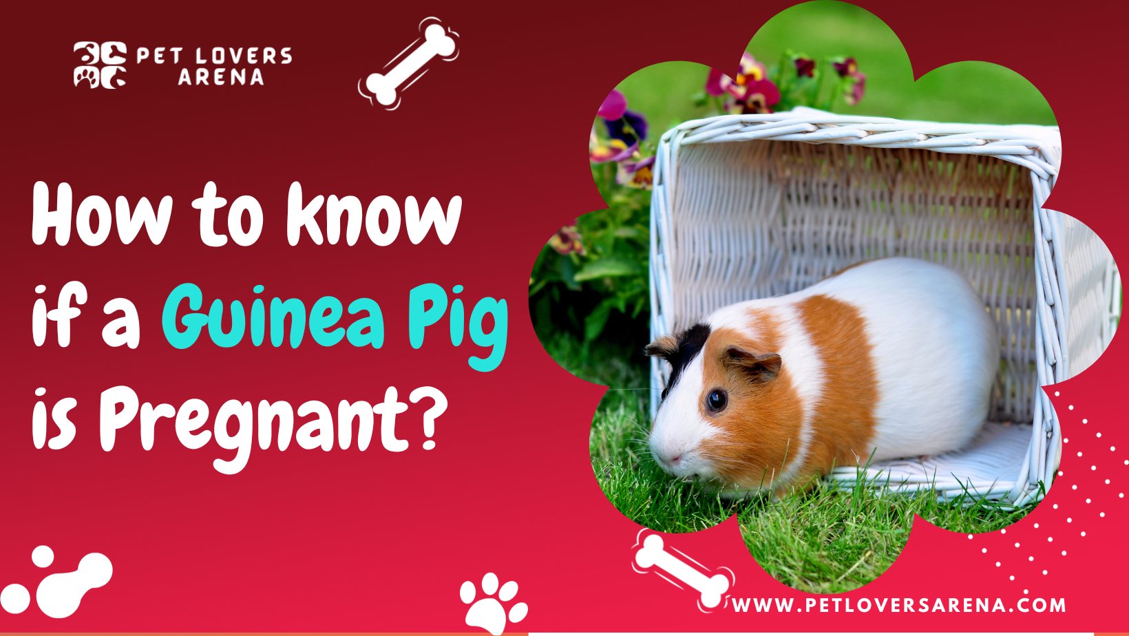 how to know if a guinea pig is pregnant