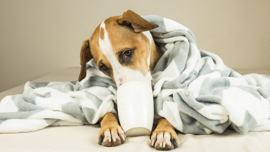 Lactose Intolerance in Dogs