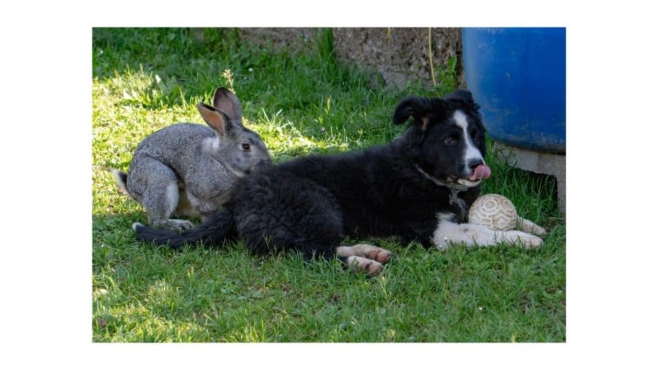can dog and a bunny get along