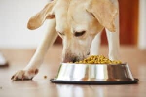 Best Dog Food Brands For Healthy Products