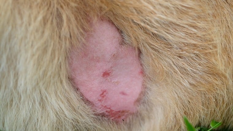 Dog skin disease. The wound