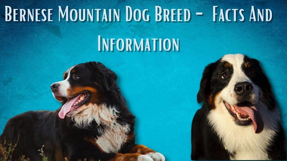 Bernese Mountain Dog Breed - Facts And Information