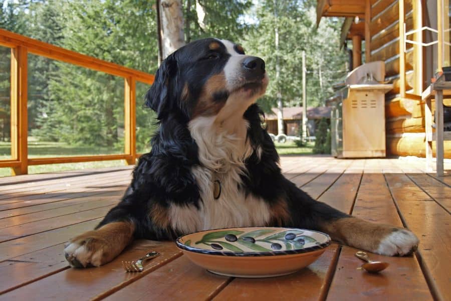 Nutrition of bernese mountain dog