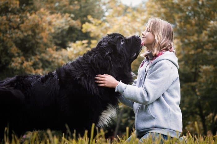 Extra-Large Dog Breeds For Giant Dog Lovers