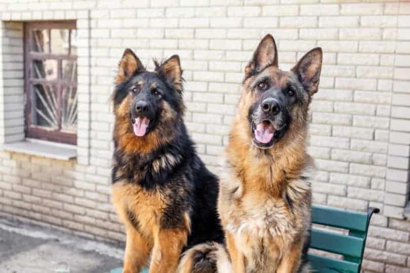 Facts About Long Haired German Shepherd