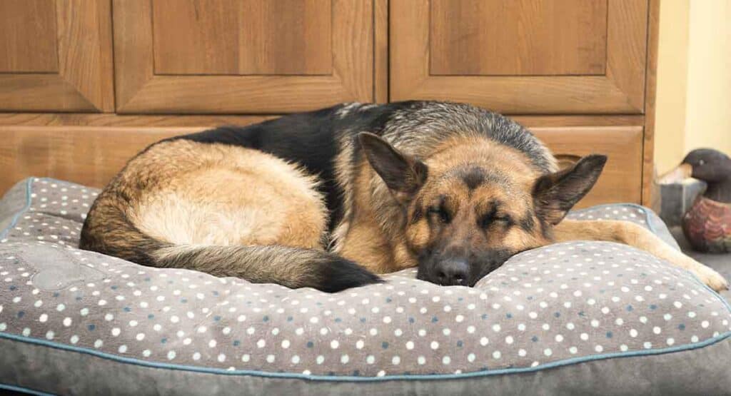Keep Your Dog's Food and Bedding Areas Clean