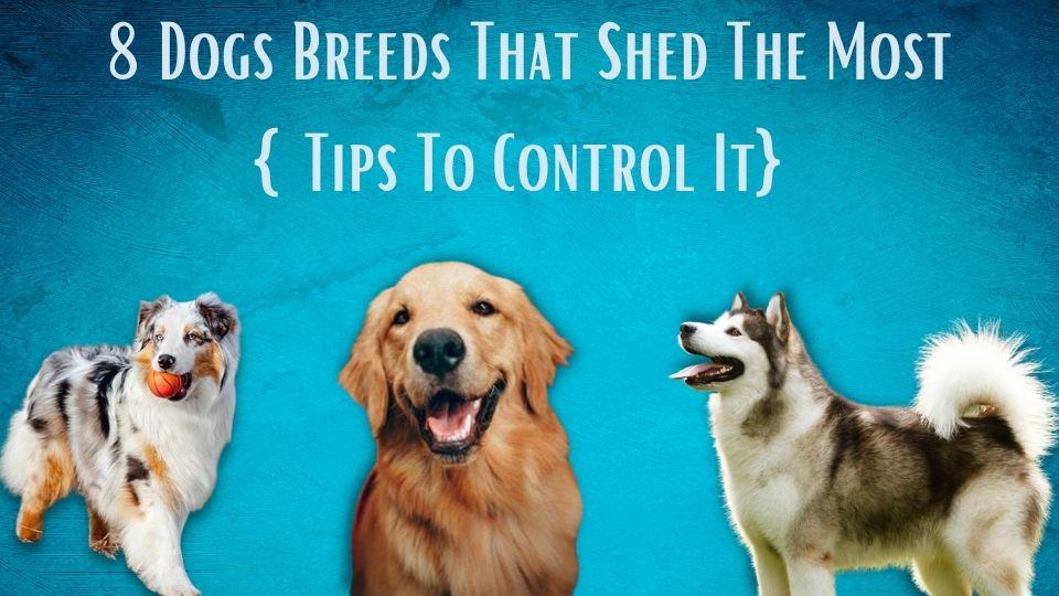 8 Dogs Breeds That Shed The Most {Tips to Control It}