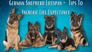 german shepherd lifespan
