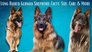 long haired german shepherd