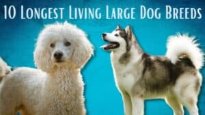 longest living large dog breeds