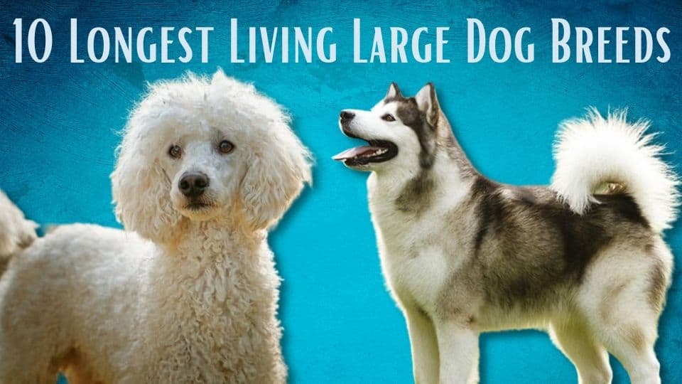 longest living large dog breeds