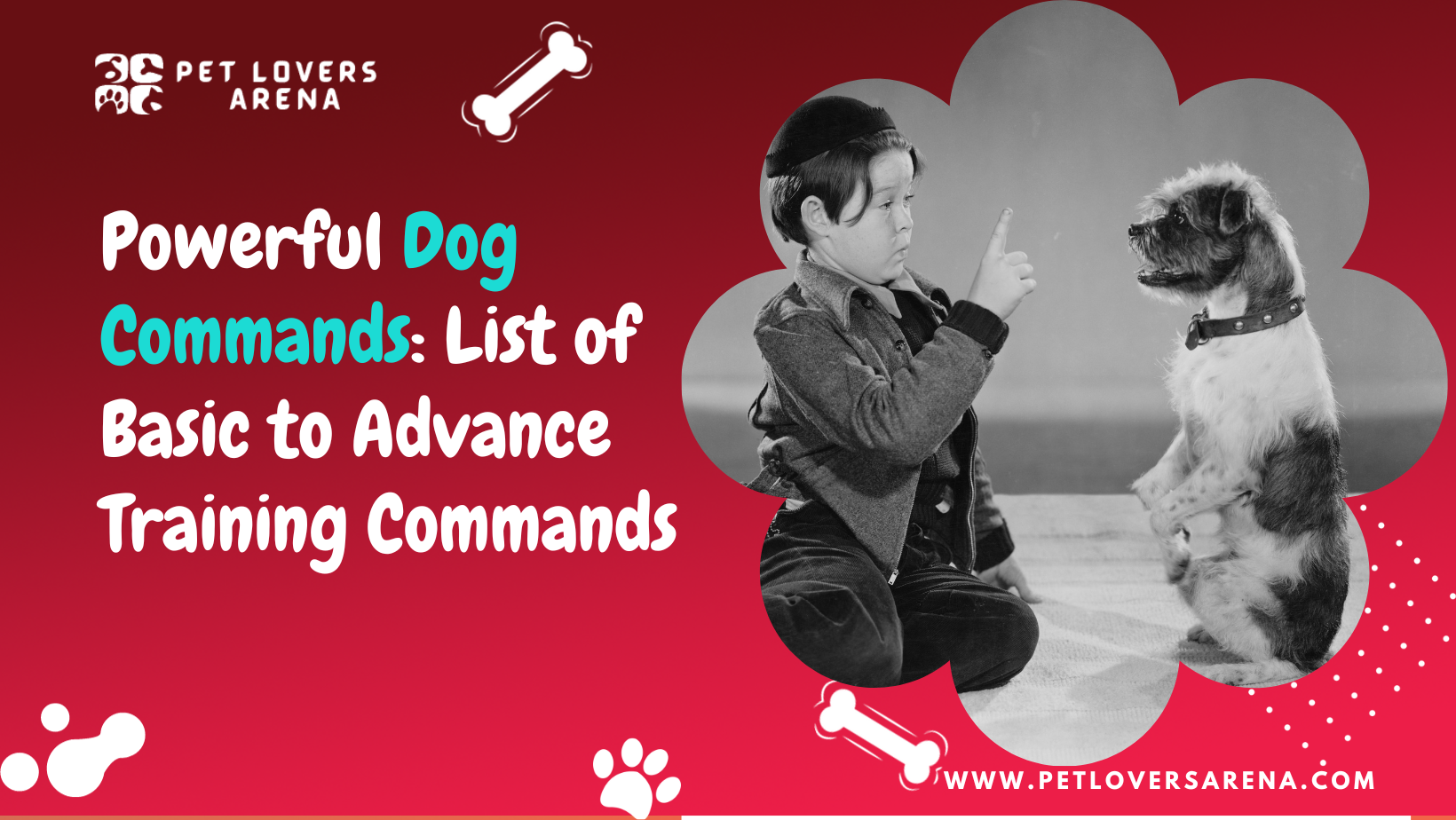 Dog Commands