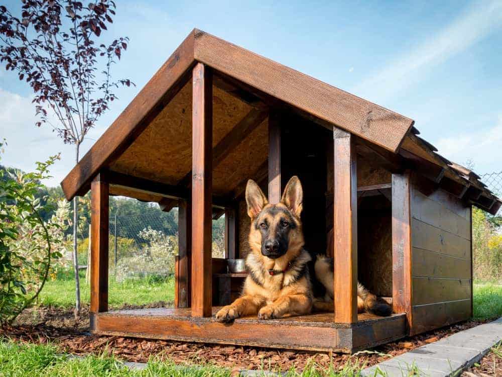 Features to Consider Before Buying a Large Dog House