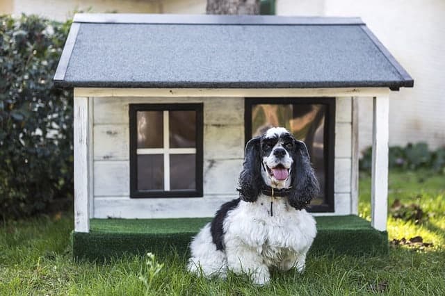The Complete Guide for Buying Large Dog House