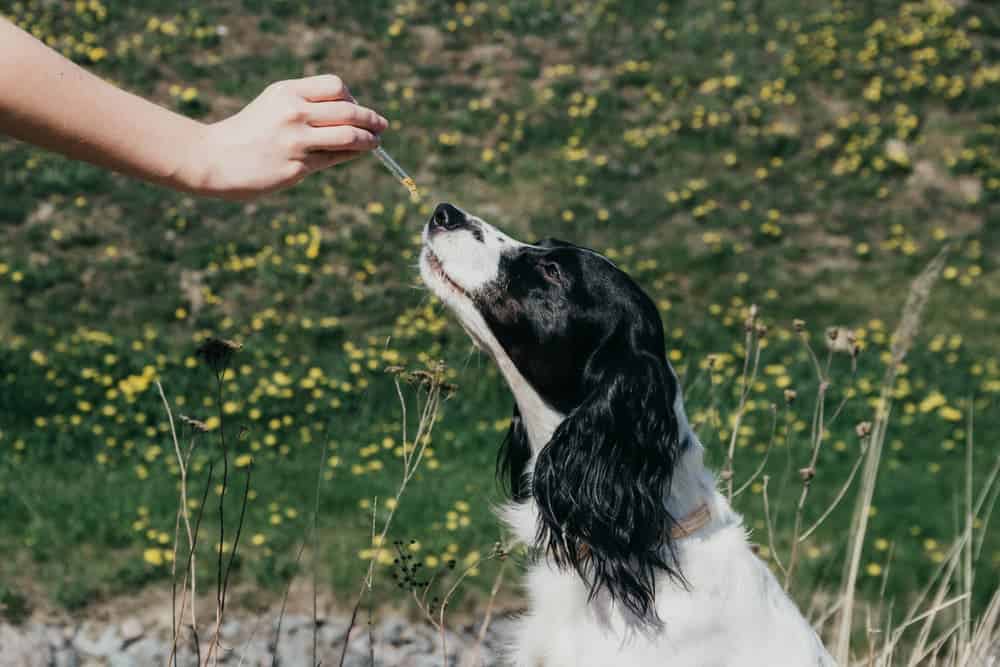 How to Select the Best Fish Oil for your Dog