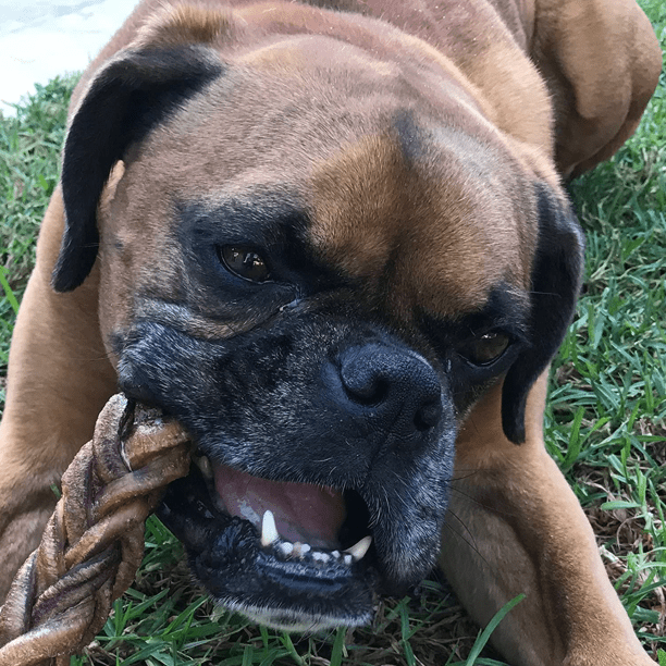 Monster Braided Bully Stick for Dogs